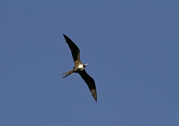 Magnificent Frigatebird <i>Fregata magnificens</i>