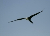 Magnificent Frigatebird <i>Fregata magnificens</i>