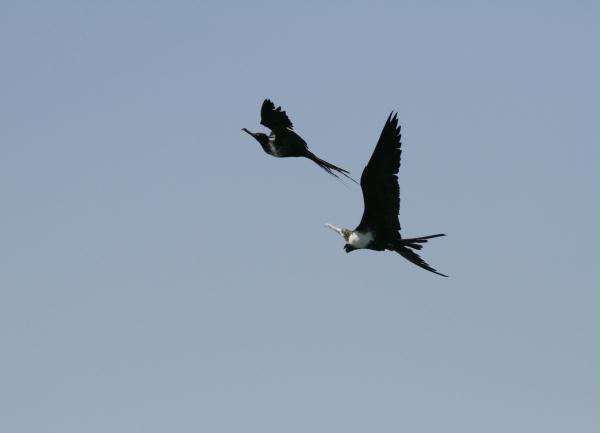 Magnificent Frigatebird <i>Fregata magnificens</i>