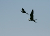 Magnificent Frigatebird <i>Fregata magnificens</i>