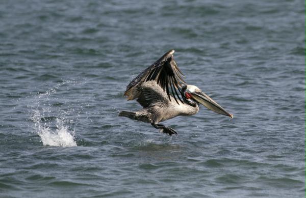 Brown Pelican <i>Pelecanus occidentalis</i>