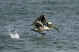 Brown Pelican <i>Pelecanus occidentalis</i>