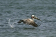 Brown Pelican <i>Pelecanus occidentalis</i>