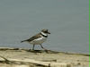 Semipalmated Plover <i>Charadrius semipalmatus</i>