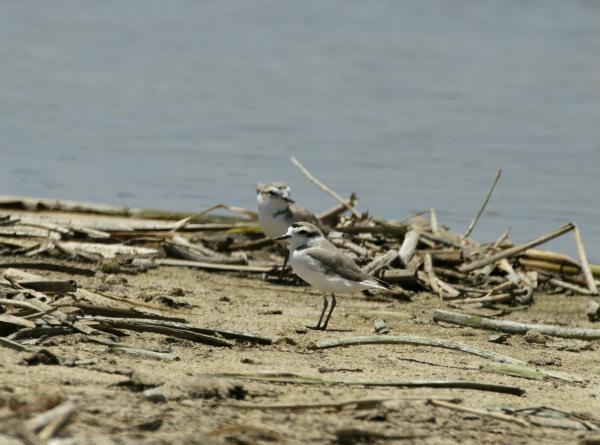Snowy Plover <i>Charadrius alexandrinus</i>