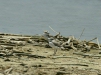 Snowy Plover <i>Charadrius alexandrinus</i>