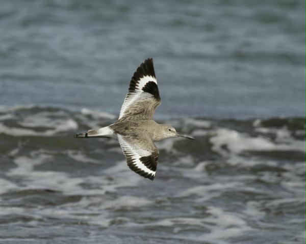 Willet <i>Catoptrophorus semipalmatus</i>