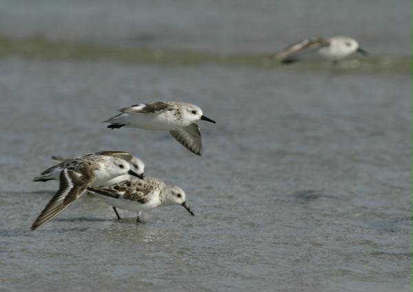 Sanderling <i>Calidris alba</i>