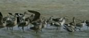 Marbled Godwit <i>Limosa fedoa</i>