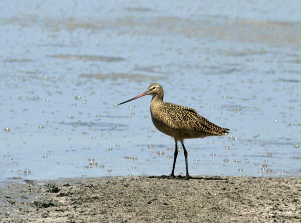 Marbled Godwit <i>Limosa fedoa</i>