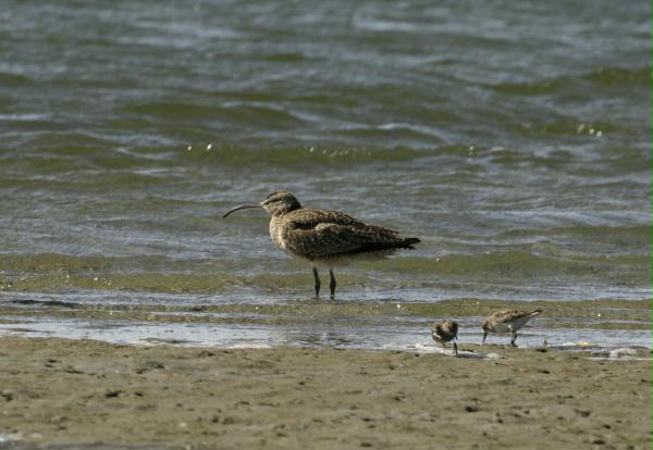 Hudsonian Whimbrel <i>Numenius phaeopus hudsonicus</i>