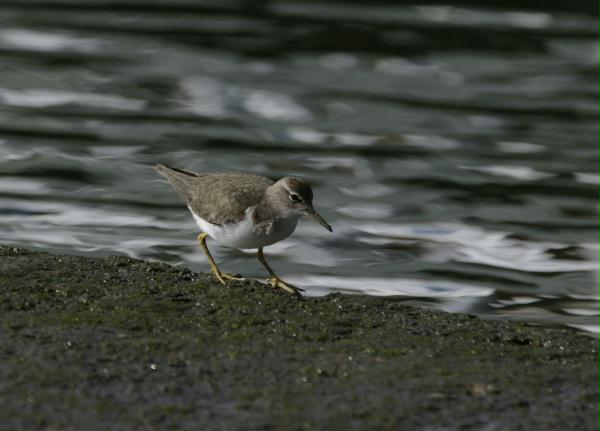 Spotted Sandpiper <i>Actitis macularius</i>