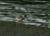 Spotted Sandpiper <i>Actitis macularius</i>