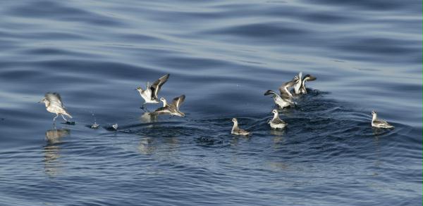 Red (Grey) <i>Phalaropus fulicarius</i> and Red-necked Phalaropes <i>P. lobatus</i>