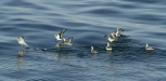Red (Grey) and Red (Grey) <i>Phalaropus fulicarius</i> and Red-necked Phalaropes <i>P. lobatus</i>