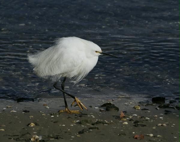 Snowy Egret <i>Egretta thula</i>