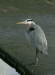 Great Blue Heron <i>Ardea herodias</i>