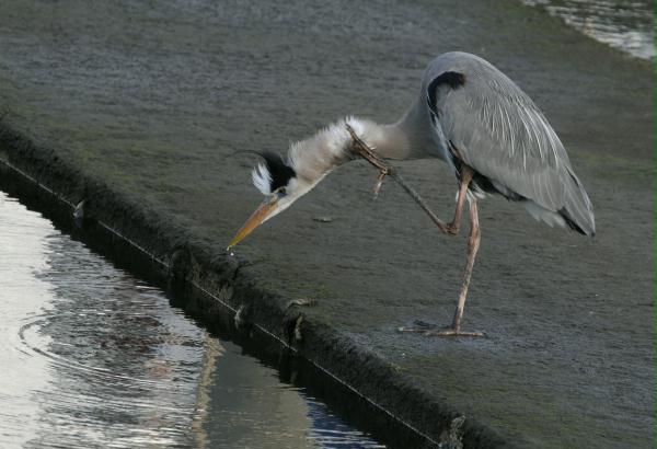 Great Blue Heron <i>Ardea herodias</i>