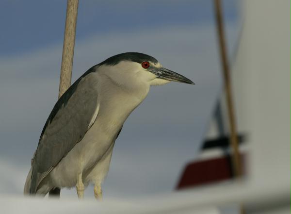 Black-crowned Night Heron <i>Nycticorax nycticorax</i>