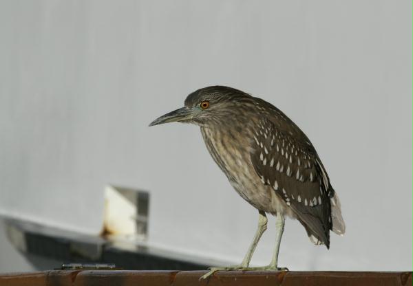 Black-crowned Night Heron <i>Nycticorax nycticorax</i>