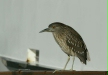 Black-crowned Night Heron <i>Nycticorax nycticorax</i>