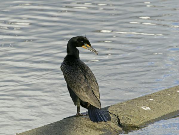 Double-crested Cormorant <i>Phalacrocorax auritus</i>