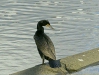 Double-crested Cormorant <i>Phalacrocorax auritus</i>