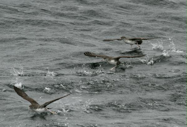 Pink-footed Shearwater <i>Puffinus creatopus</i>