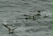 Pink-footed Shearwater <i>Puffinus creatopus</i>