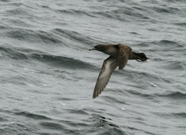 Sooty Shearwater <i>Puffinus griseus</i>