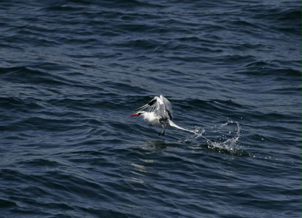 Red-billed Tropicbird <i>Phaethon aethereus</i>