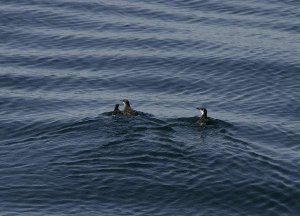 Craveri's Murrelet <i>Synthliboramphus craveri</i>