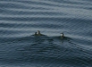 Craveri's Murrelet <i>Synthliboramphus craveri</i>