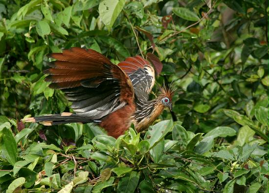 Hoatzin, La Selva <200m
