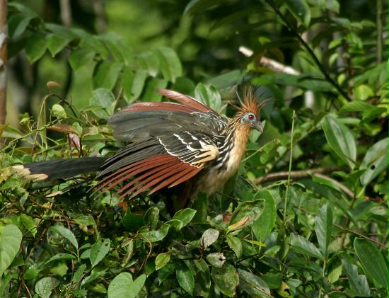 Hoatzin, La Selva <200m
