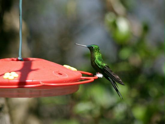 Sapphire-vented Puffleg, Bellavista 2300m