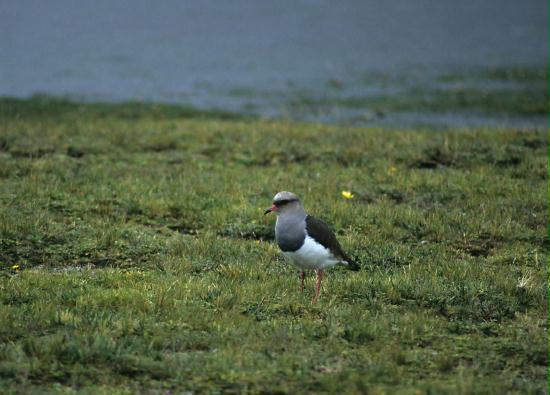 Andean Lapwing, Cotopaxi National Park summit 5897m