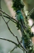 Violet-tailed Sylph
