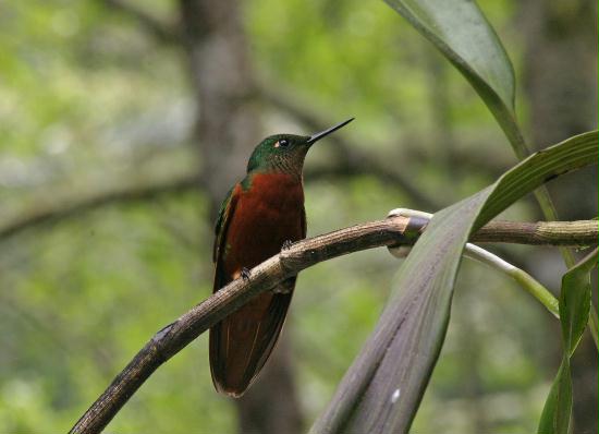 Chestnut-breasted Coronet, San Isidro 2000m