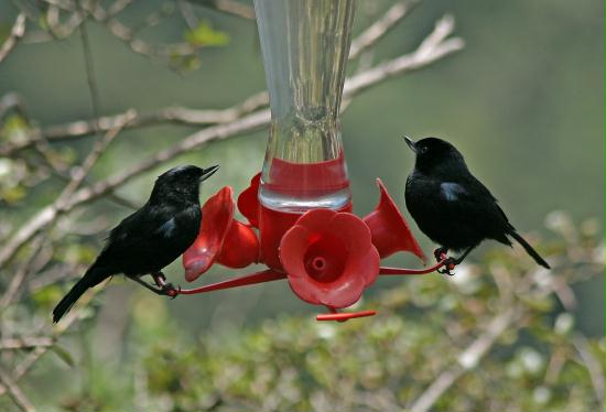 Glossy Flowerpiercer, Bellavista 2300m