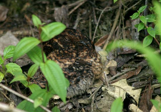 Swallow-tailed Nightjar, Bellavista 2300m