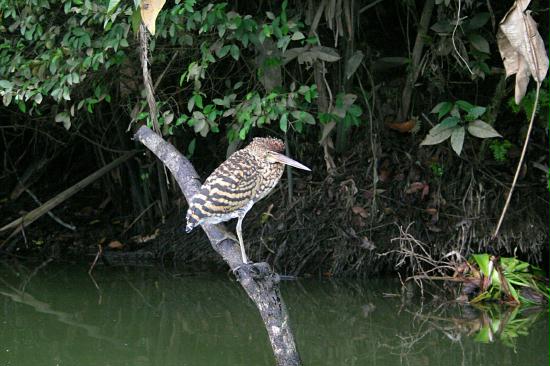 Juvenile Rufescent Tiger Heron, La Selva <200m