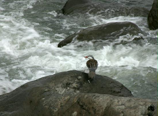 Male Torrent Duck, San Isidro area 2000m