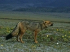 Andean Fox