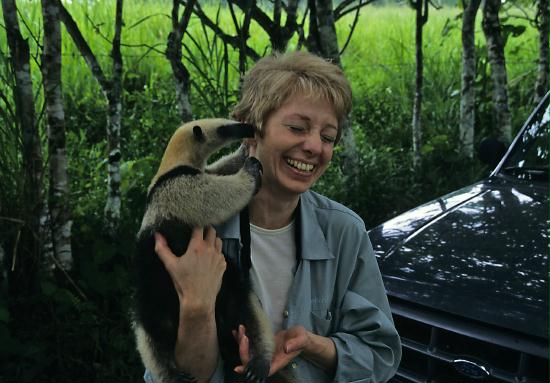 Tamandua or Lesser Anteater, La Perla