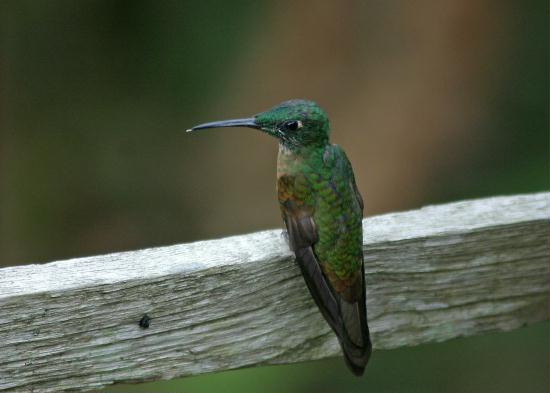 Fawn-breasted Brilliant, Bellavista 2300m