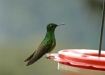 Buff-tailed Coronet