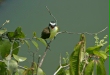 Boat-billed Flycatcher