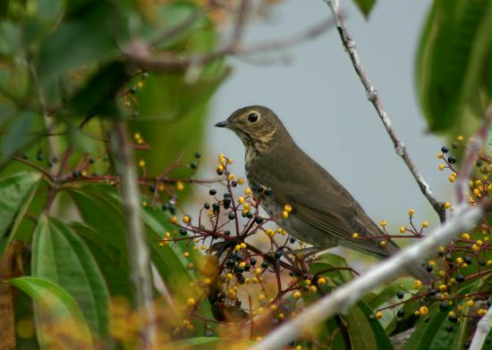 Swainson's Thrush, La Selva <200m