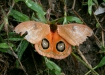 Moth species